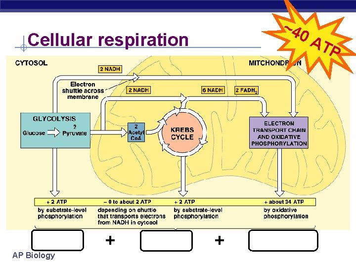 ~4 0 A Cellular respiration 2 ATP AP Biology + 2 ATP + ~36