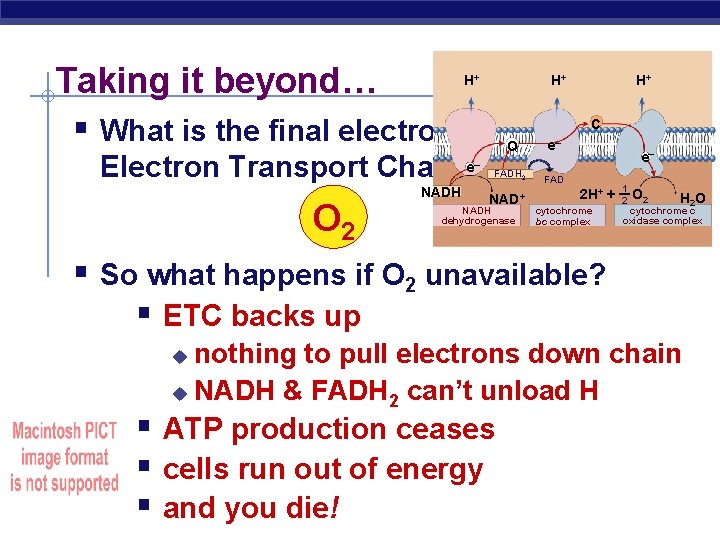 Taking it beyond… § What is the final electron acceptor in H+ H+ H+