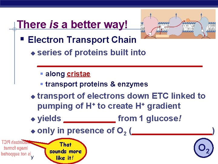 There is a better way! § Electron Transport Chain u series of proteins built