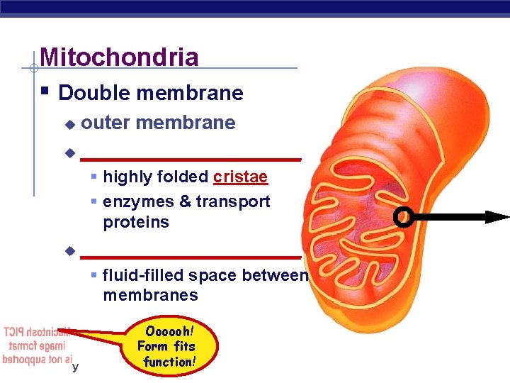 Mitochondria § Double membrane outer membrane u __________ u § highly folded cristae §