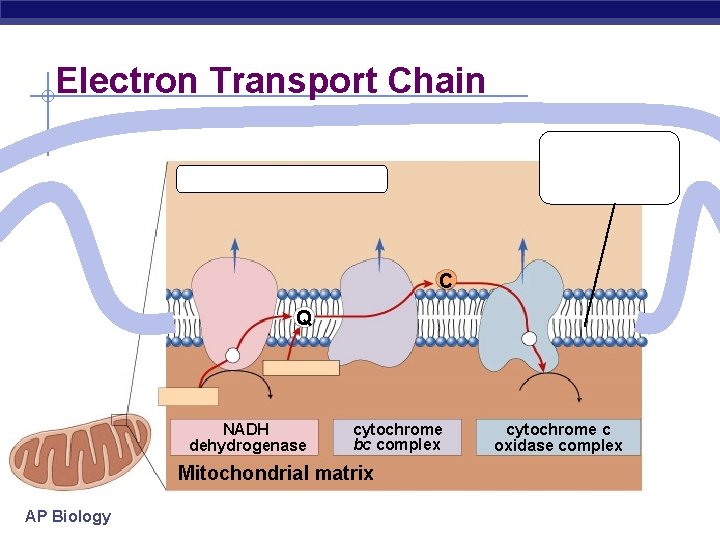 Electron Transport Chain Inner mitochondrial membrane Intermembrane space C Q NADH dehydrogenase cytochrome bc
