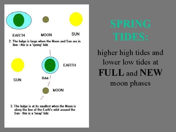SPRING TIDES: higher high tides and lower low tides at FULL and NEW moon