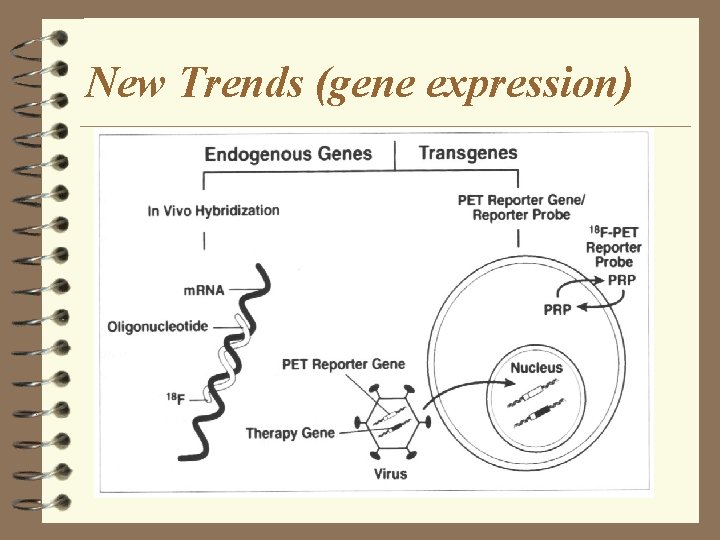 New Trends (gene expression) 