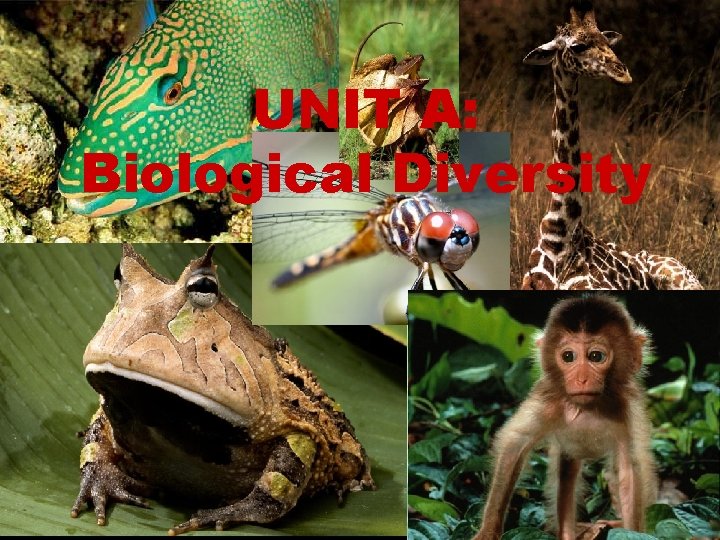 UNIT A: Biological Diversity 