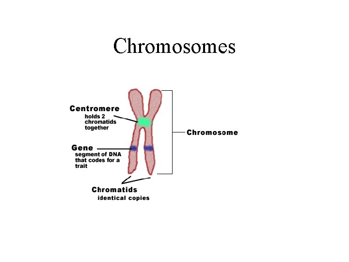 Chromosomes 