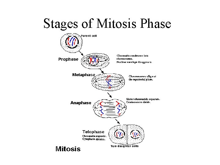 Stages of Mitosis Phase 