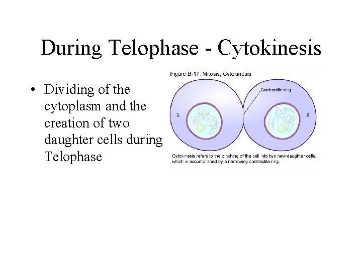 During Telophase - Cytokinesis • Dividing of the cytoplasm and the creation of two