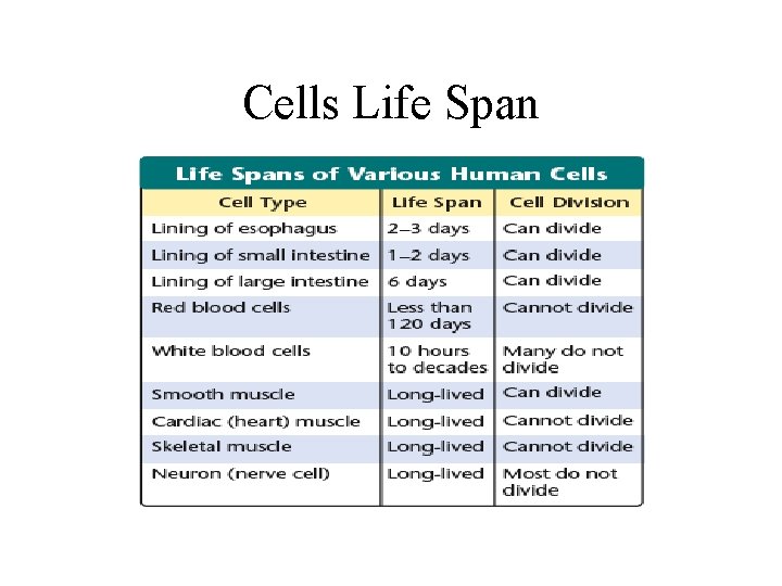 Cells Life Span 