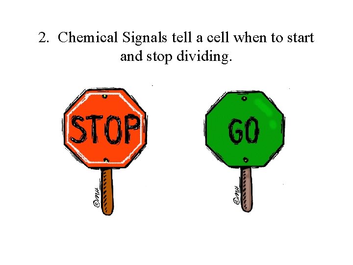 2. Chemical Signals tell a cell when to start and stop dividing. 