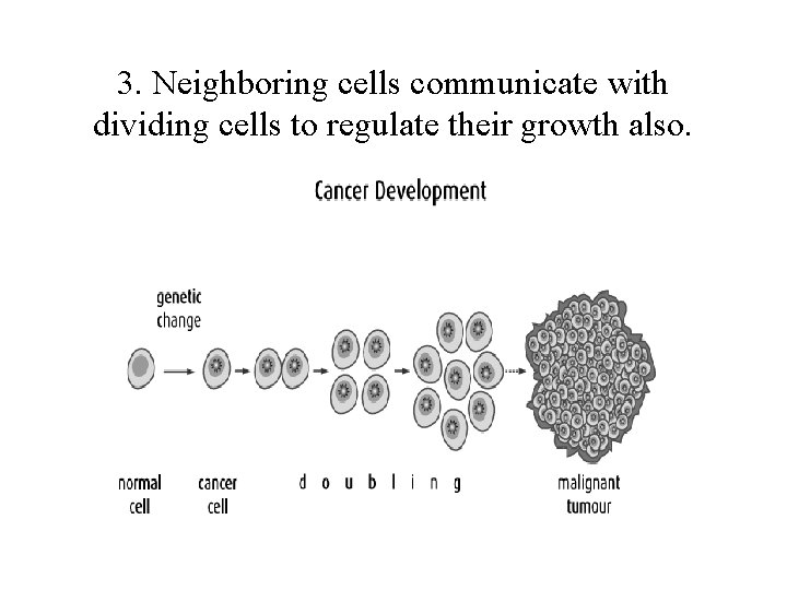 3. Neighboring cells communicate with dividing cells to regulate their growth also. 