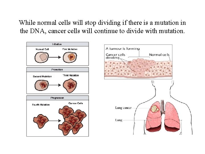 While normal cells will stop dividing if there is a mutation in the DNA,