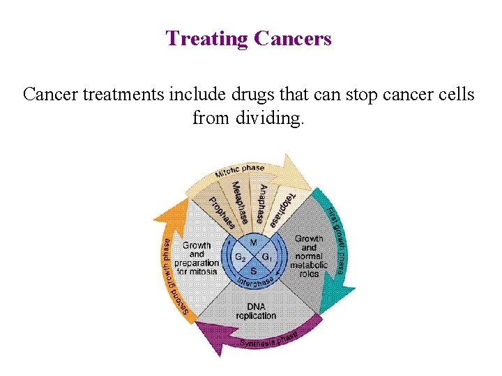 Treating Cancers Cancer treatments include drugs that can stop cancer cells from dividing. 