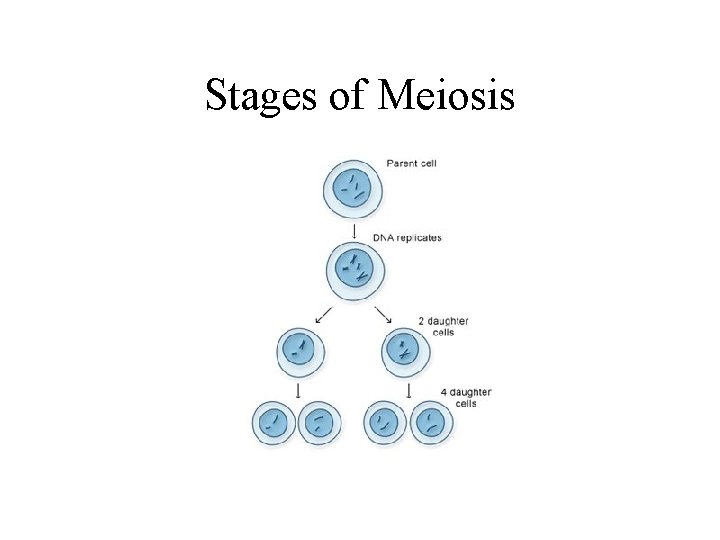 Stages of Meiosis 