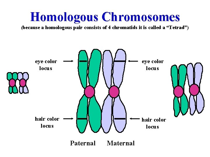 Homologous Chromosomes (because a homologous pair consists of 4 chromatids it is called a