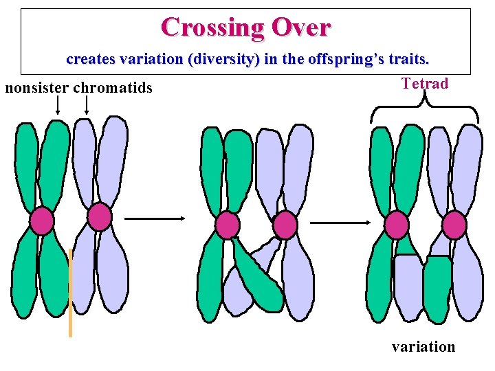 Crossing Over creates variation (diversity) in the offspring’s traits. Tetrad nonsister chromatids variation 