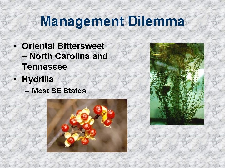 Management Dilemma • Oriental Bittersweet – North Carolina and Tennessee • Hydrilla – Most