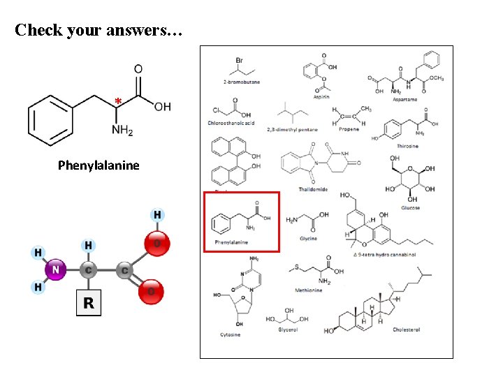 Check your answers… * Phenylalanine 