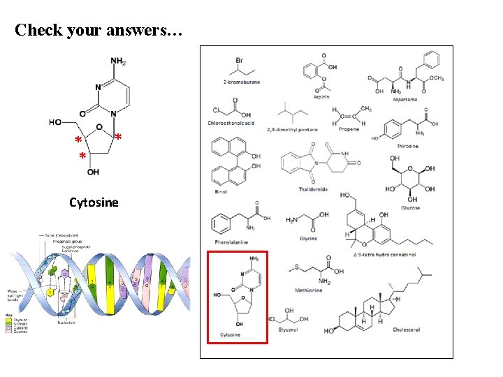 Check your answers… * * * Cytosine 