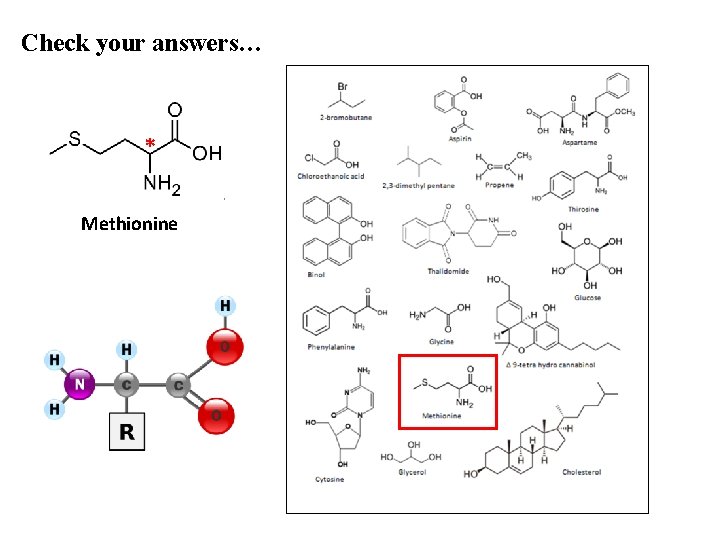 Check your answers… * Methionine 
