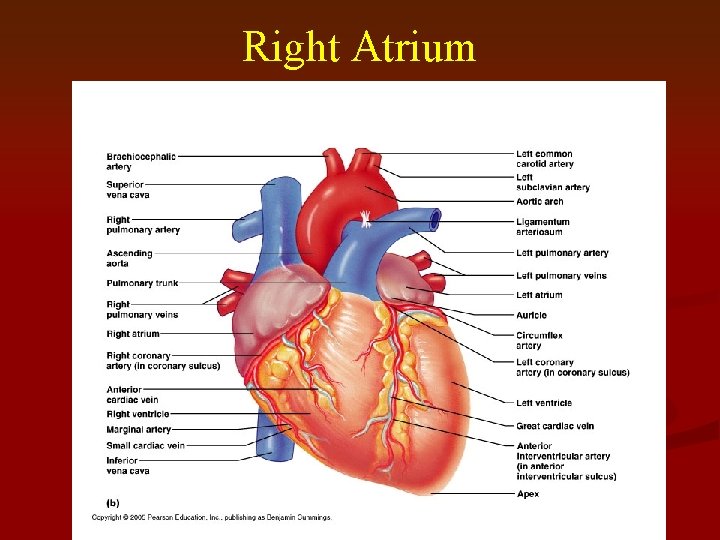 Chapter 20 The circulatory system II The Heart