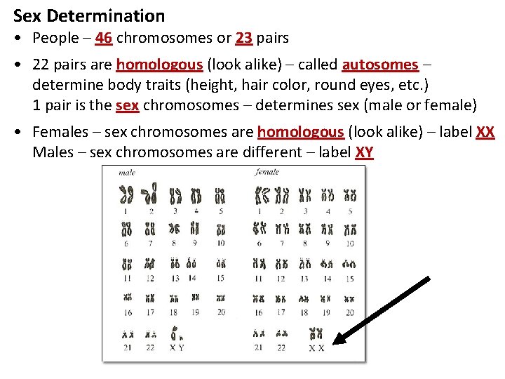 Sex Determination • People – 46 chromosomes or 23 pairs • 22 pairs are