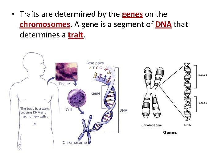  • Traits are determined by the genes on the chromosomes. A gene is