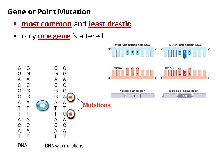 Gene or Point Mutation • most common and least drastic • only one gene