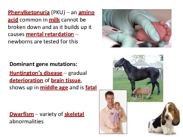 Phenylketonuria (PKU) – an amino acid common in milk cannot be broken down and