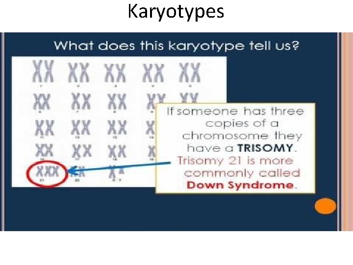 Karyotypes 