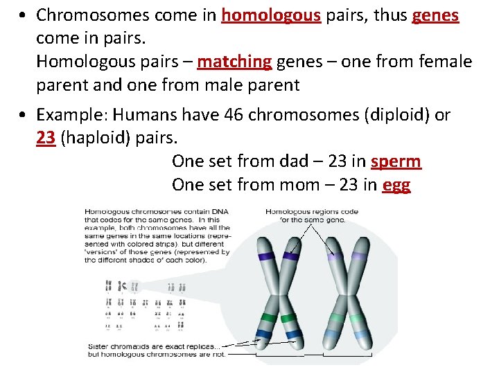  • Chromosomes come in homologous pairs, thus genes come in pairs. Homologous pairs