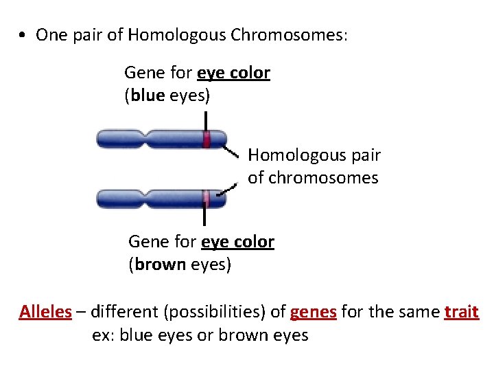  • One pair of Homologous Chromosomes: Gene for eye color (blue eyes) Homologous
