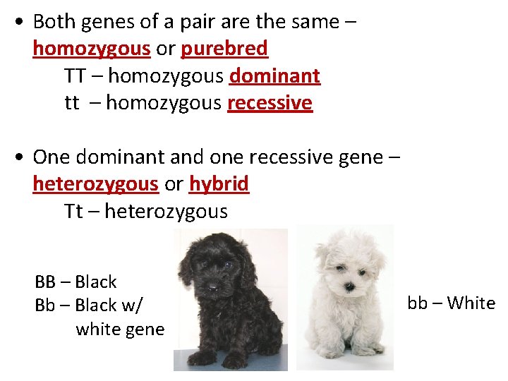  • Both genes of a pair are the same – homozygous or purebred