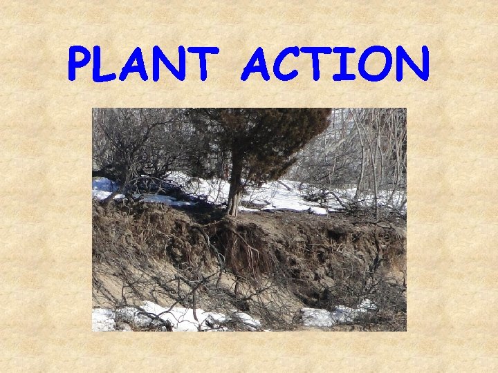 PLANT ACTION 