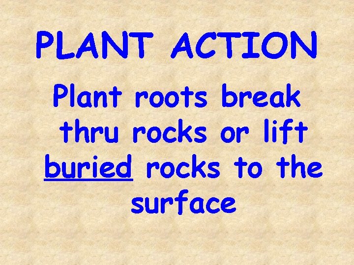PLANT ACTION Plant roots break thru rocks or lift buried rocks to the surface