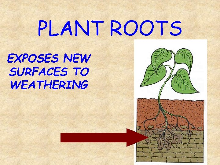 PLANT ROOTS EXPOSES NEW SURFACES TO WEATHERING 