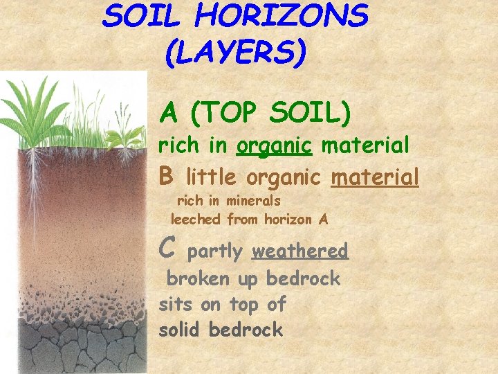 SOIL HORIZONS (LAYERS) A (TOP SOIL) rich in organic material B little organic material