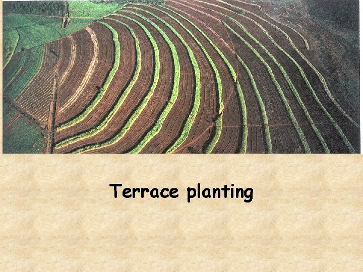 Terrace planting 