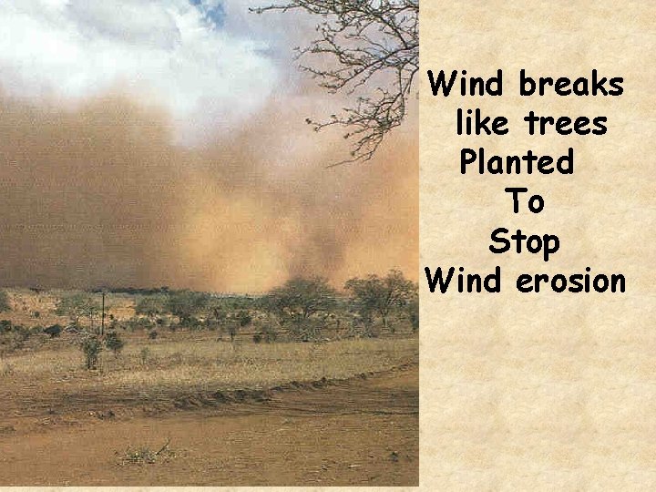Wind breaks like trees Planted To Stop Wind erosion 