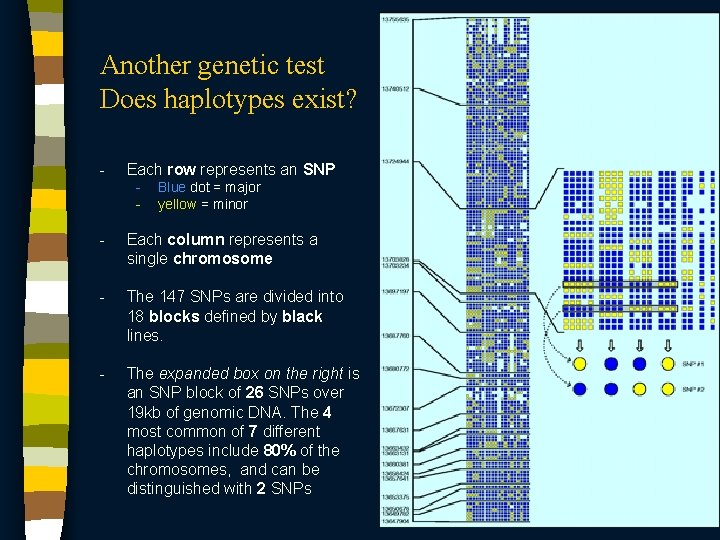 Another genetic test Does haplotypes exist? - Each row represents an SNP - Blue