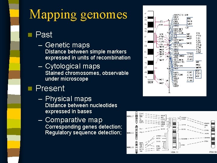 Mapping genomes n Past – Genetic maps Distance between simple markers expressed in units