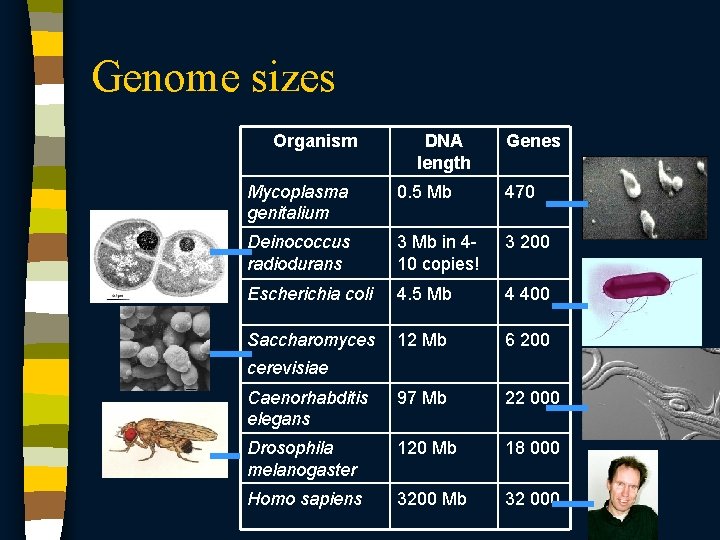 Genome sizes Organism DNA length Genes Mycoplasma genitalium 0. 5 Mb 470 Deinococcus radiodurans