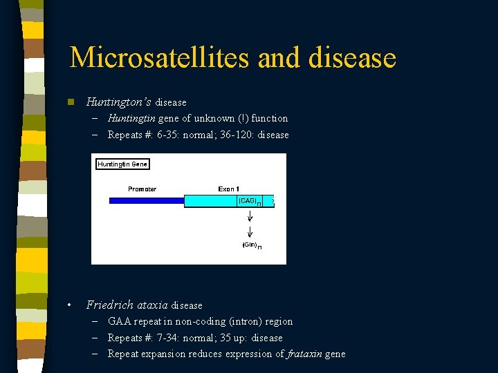 Microsatellites and disease n Huntington’s disease – Huntingtin gene of unknown (!) function –