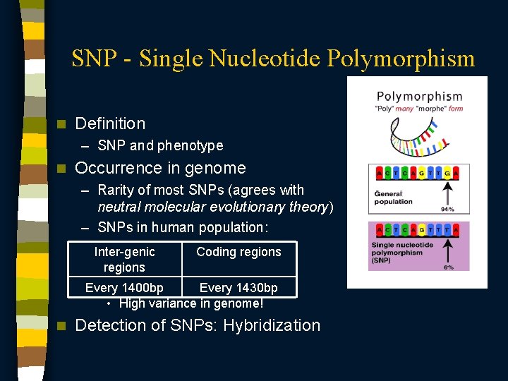 SNP - Single Nucleotide Polymorphism n Definition – SNP and phenotype n Occurrence in