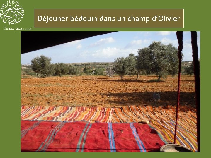 Déjeuner bédouin dans un champ d’Olivier 