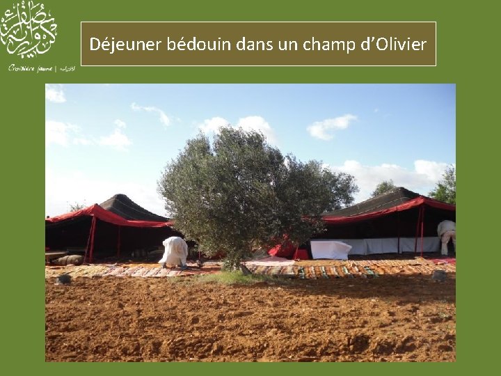 Déjeuner bédouin dans un champ d’Olivier 