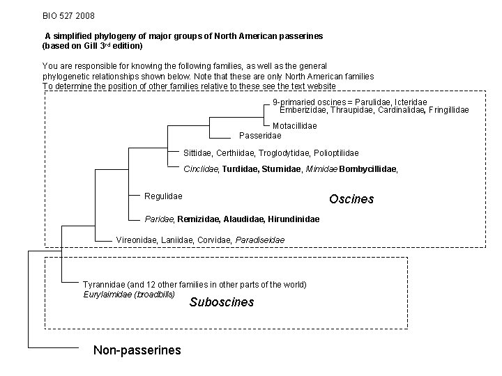 BIO 527 2008 A simplified phylogeny of major groups of North American passerines (based