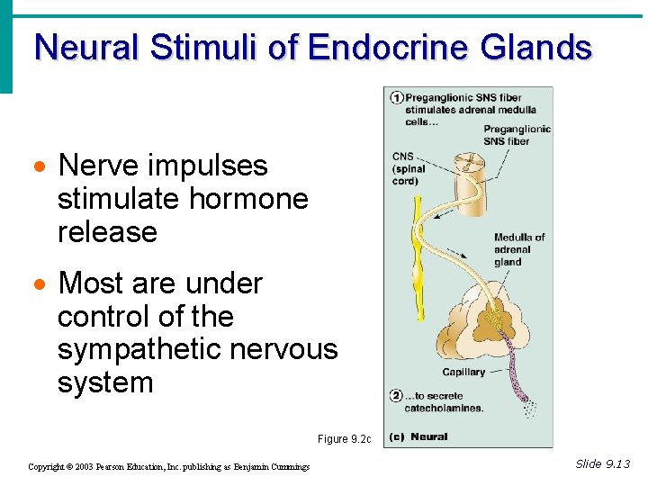 Neural Stimuli of Endocrine Glands · Nerve impulses stimulate hormone release · Most are