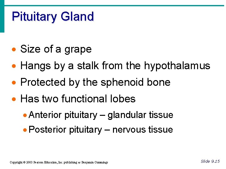 Pituitary Gland · Size of a grape · Hangs by a stalk from the