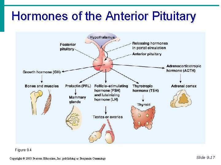 Hormones of the Anterior Pituitary Figure 9. 4 Copyright © 2003 Pearson Education, Inc.