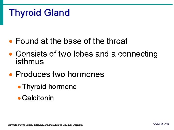 Thyroid Gland · Found at the base of the throat · Consists of two
